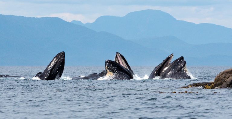 normhann.com-greatbear-whales2