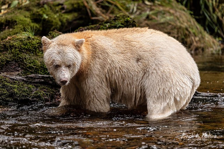 Back to Nature Apparel Spirit Bear Print