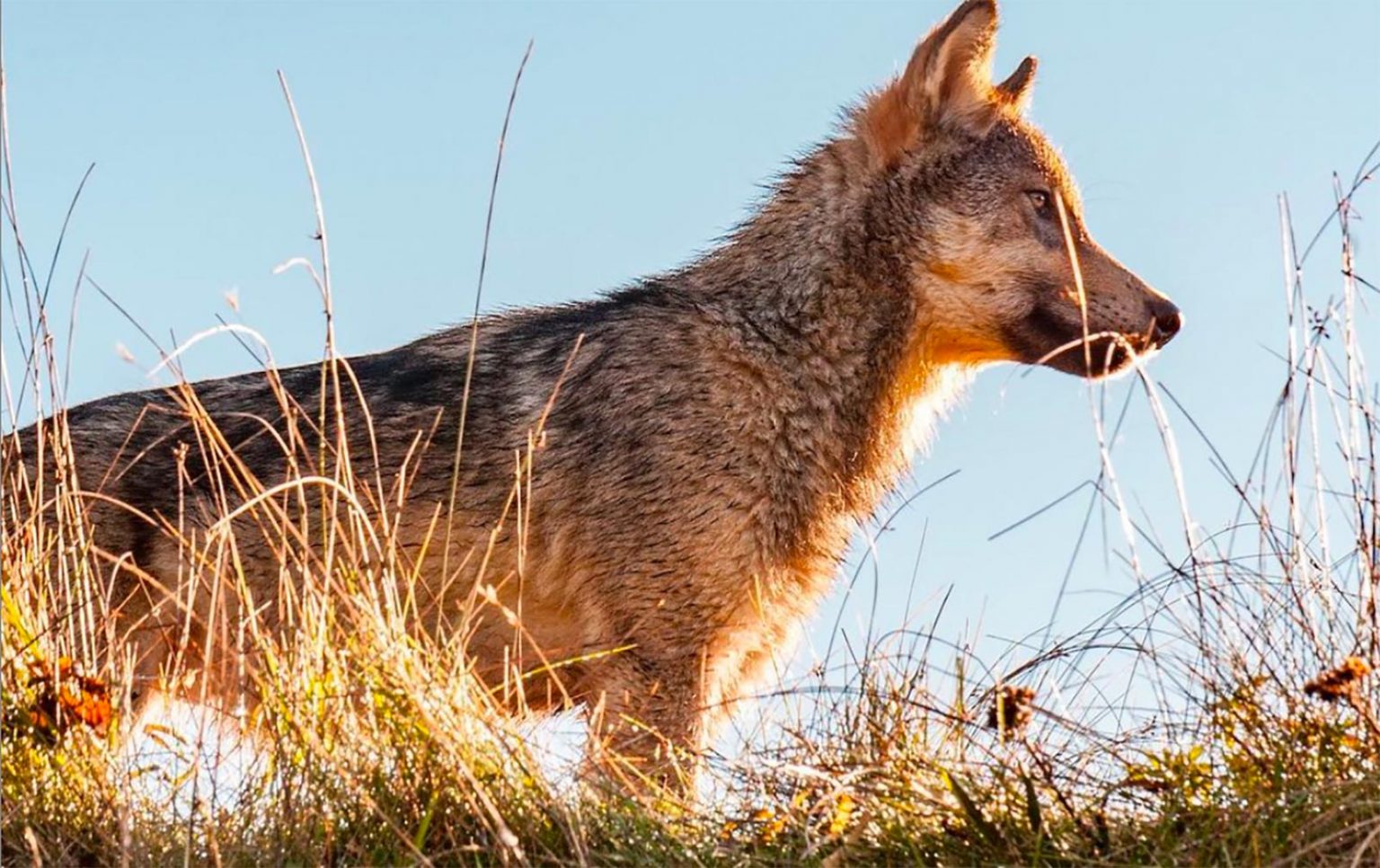 Photo of a young wolf by Ian McAllister